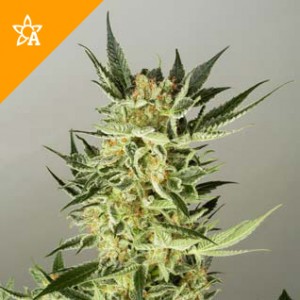 AK48 Automatic Seeds (100 pieces)