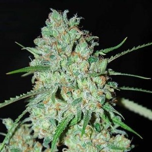 Afghan Seeds (Fem)~ (100 Pieces)