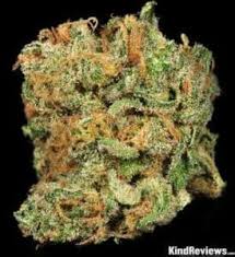 Big Bud Feminized Seed(100 pieces)