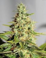 Blue Dream Feminized Seeds ~ (100 Pieces)