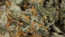 Cracker Jack(THC: 20%)