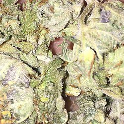 Cali Kush (THC: 13%)