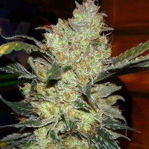 Kings kush