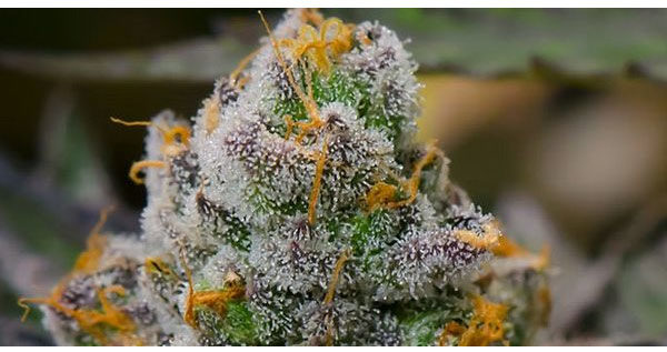 Platinum Girl Scout Cookies Strain