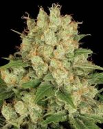 Purple Kush Feminized seeds (100 Pieces)