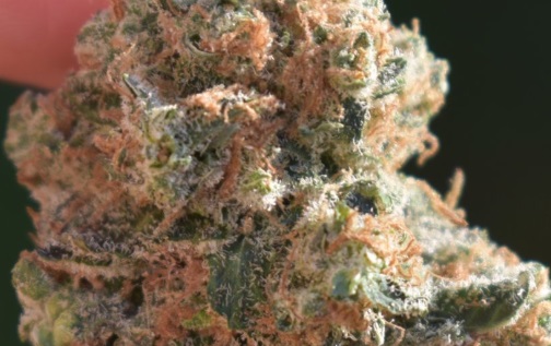 Rainmaker Strain