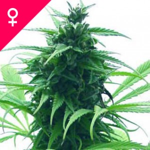 Super Skunk Feminized Seeds(100 Pieces)