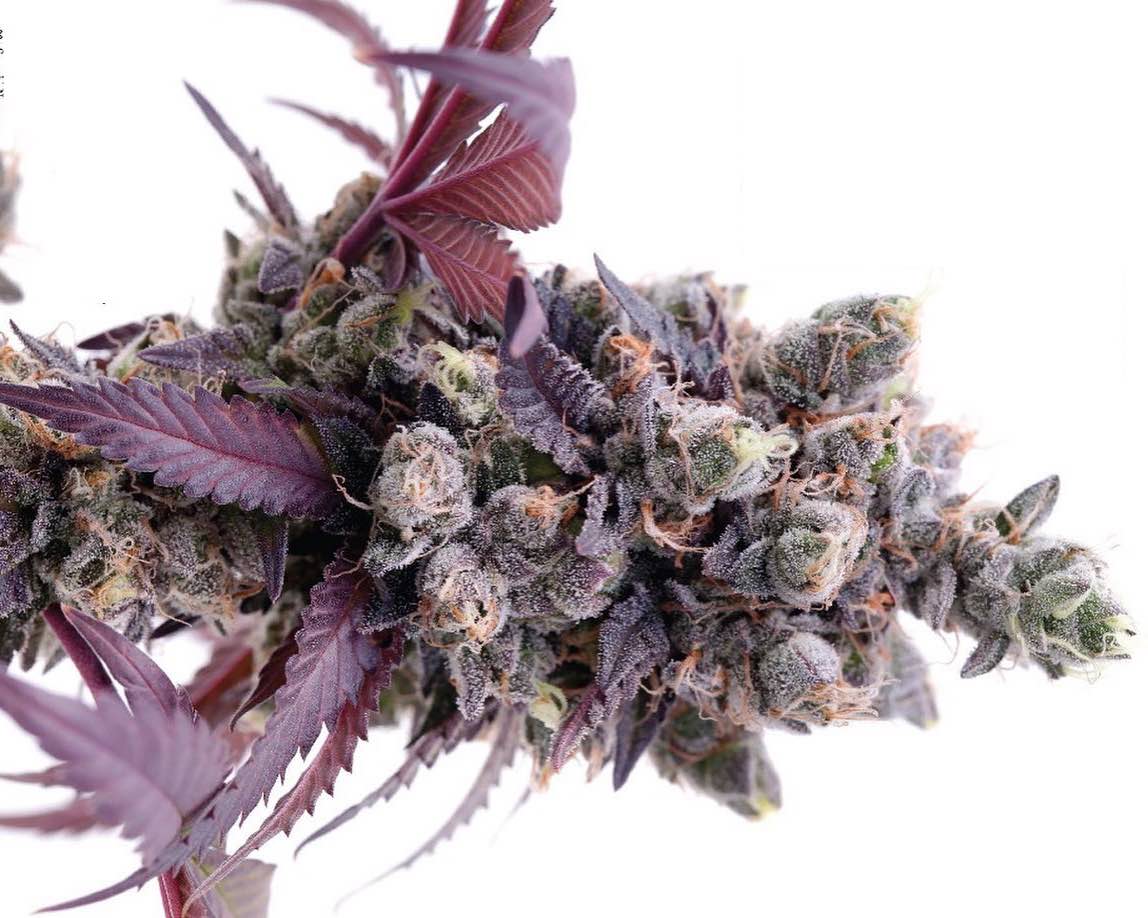 Gelato strains 41
