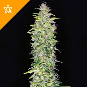 Northern Lights Automatic Seeds