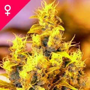 NYC Diesel Feminized Seeds