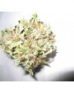 Sleestack Kush (THC: 25%)