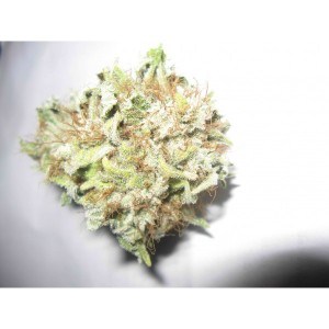 Sleestack Kush (THC: 25%)