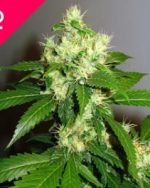 Super Cheese Feminized Seeds (10 pieces)