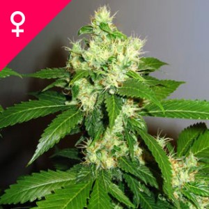 Super Cheese Feminized Seeds (10 pieces)