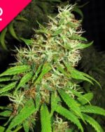 Super Silver Cheese Feminized Seeds