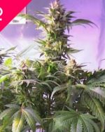 Top 44 Feminized Seeds