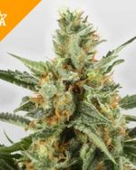 Buy WSS Skunk Automatic Seeds