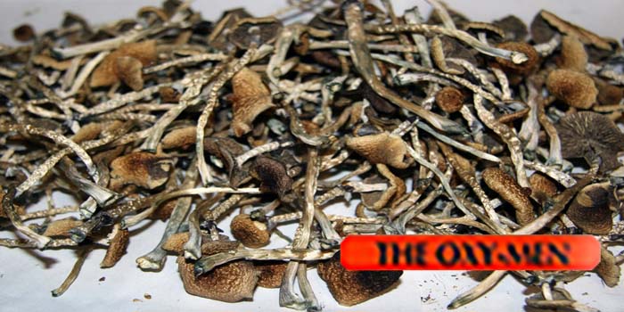 Magic Mushrooms Psilocybe Cubensis Very POTENT (1G)