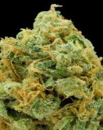 Amnesia Haze 10g INDOOR BEST QUALITY
