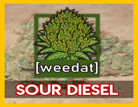 20g SOUR DIESEL homegrown Weed Cannabis Marihuana Buds