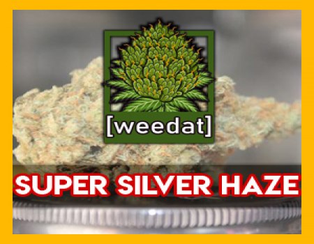 20g Super Silver Haze homegrown Weed Cannabis Marihuana Buds
