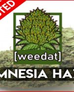 10g AMNESIA HAZE homegrown Weed Cannabis Buds Marihuana