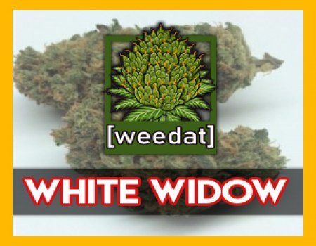 20g WHITE WIDOW homegrown Weed Cannabis Marihuana Buds