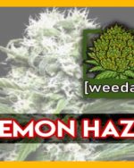 10g LEMON HAZE homegrown Weed Cannabis Marihuana Buds
