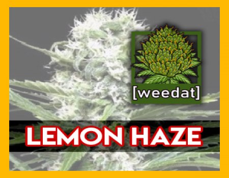 20g LEMON HAZE homegrown Weed Cannabis Marihuana Buds