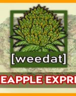 10g PINEAPPLE EXPRESS homegrown Weed Cannabis Marihuana Buds