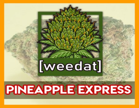 20g PINEAPPLE EXPRESS homegrown Weed Cannabis Marihuana Buds