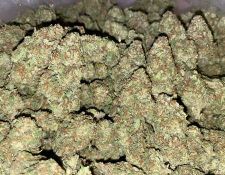 Rugrat OG - AAA (95/OZ - 1550/LB)