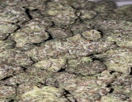 Caicos - Indoor (145/OZ - 2250/LB)