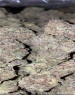 Gelato - Indoor (150/OZ - 2375/LB)
