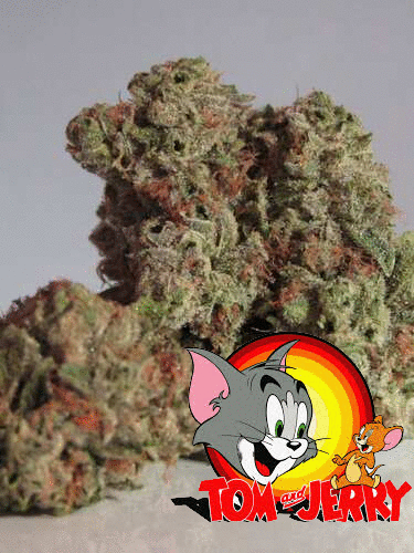 Weed - 10g Silver Haze Weed