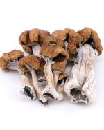 GOLDEN TEACHERS MAGIC MUSHROOMS