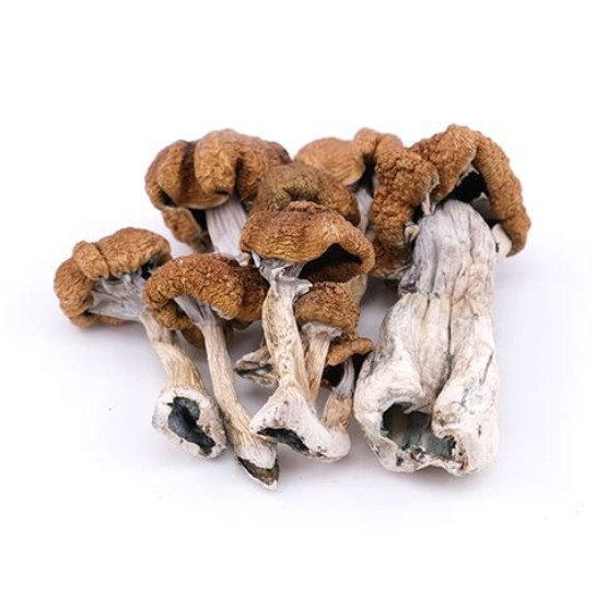 GOLDEN TEACHERS MAGIC MUSHROOMS
