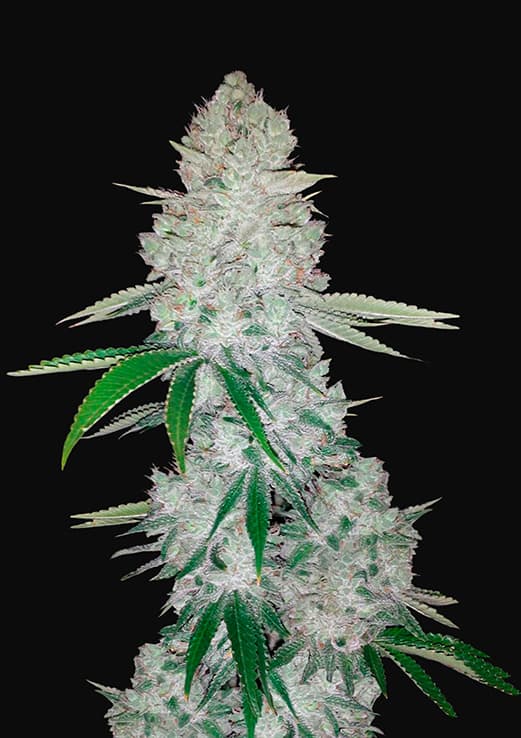 80x GORILLA GLUE AUTOFLOWERING SSED