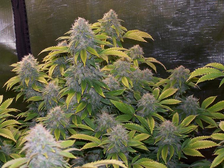 80x FAT BANANA AUTOFLOWER SEEDS