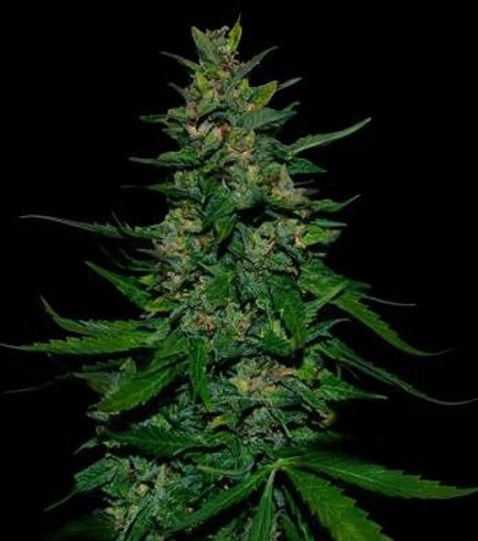 80x TIMANFAYA AUTO: A SPANISH SATIVA AUTOFLOWER