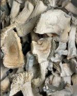 white albino Psilocybe cubensis