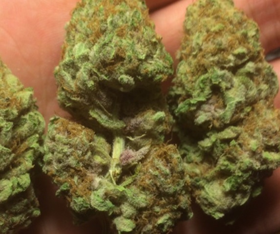Bio Pineapple Express Indoor AAA+