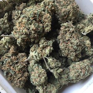 NORTHERN LIGHT WEED