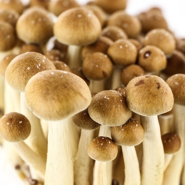 112 g GOLDEN TEACHERS MAGIC MUSHROOMS