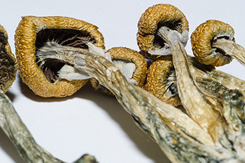 1 Oz (28g) Organically Grown Golden Teacher Magic Mushrooms