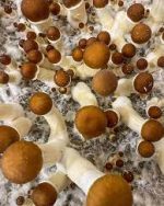 Golden Teachers Magic Mushrooms