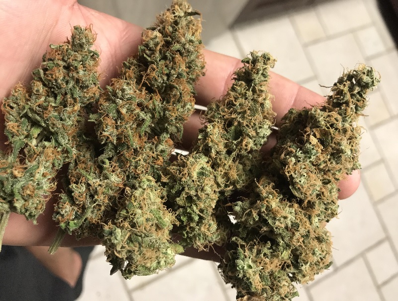 OG KUSH