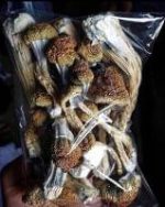 INTRODUCTORY OFFER" 56G GOLDEN TEACHERS MAGIC MUSHROOMS