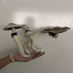 14G MAGIC MUSHROOMS- AVERY ALBINO'S AA+- powdered