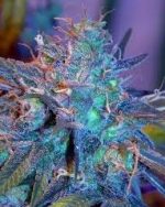 500 x Feminized Cannabis Seeds different strains available **#!! ✪ EXPRESS DELIVERY